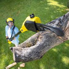 Lawn Renovation and Restoration in Pittsburgh, PA