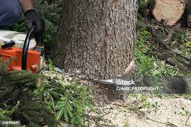 Best Arborist Consultation Services  in Pittsburgh, PA