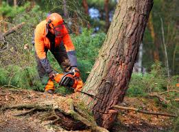 Best Seasonal Cleanup (Spring/Fall)  in Pittsburgh, PA