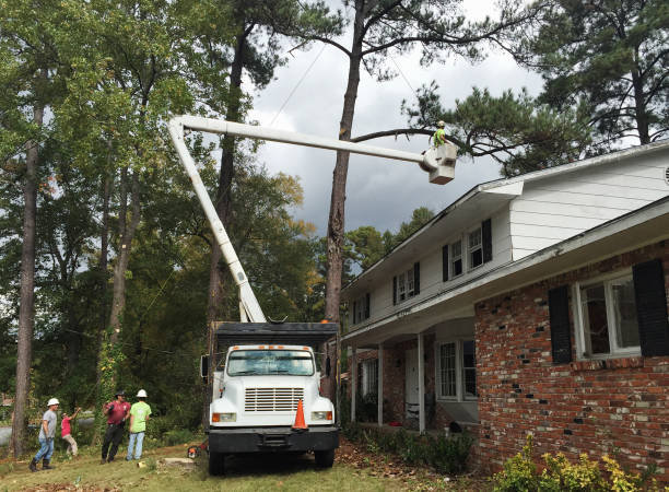 Best Tree Risk Assessment  in Pittsburgh, PA