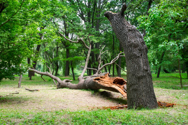 Best Tree and Shrub Care  in Pittsburgh, PA