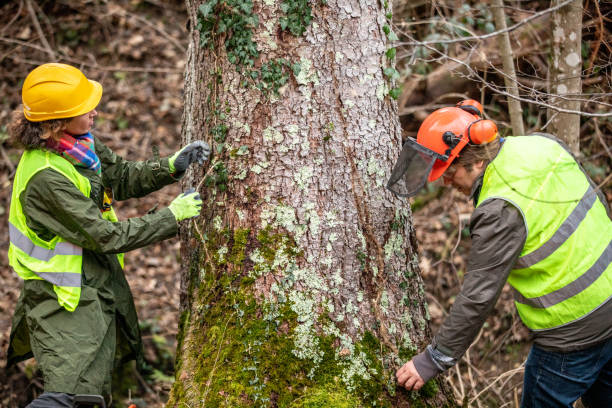 Best Hazardous Tree Removal  in Pittsburgh, PA