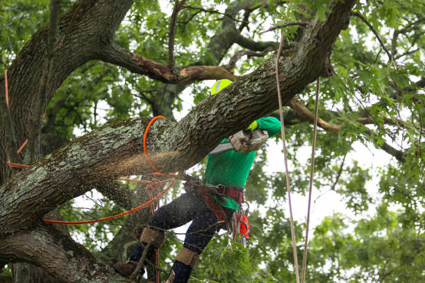 How Our Tree Care Process Works  in  Pittsburgh, PA