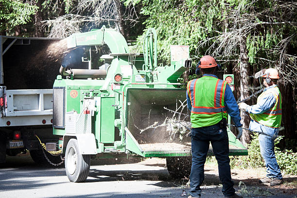 Trusted Pittsburgh, PA Tree Care Experts